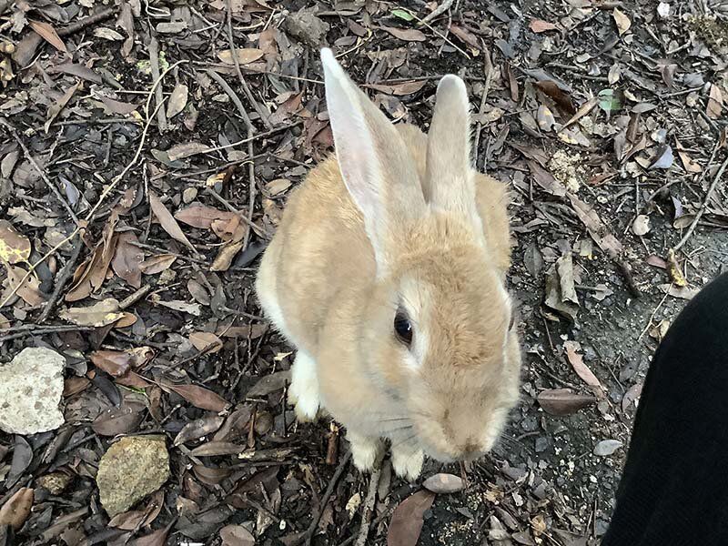 Interaction with Rabbits