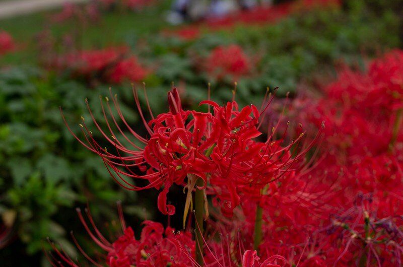 Spider lilies.