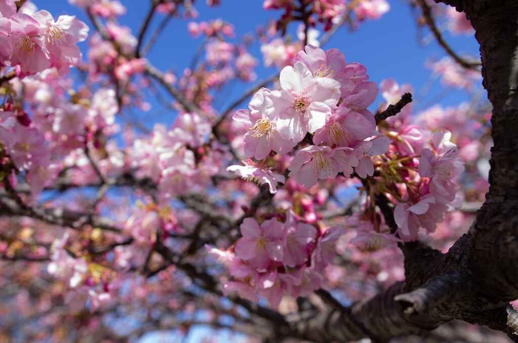 Kawazu cherry blossoms.
