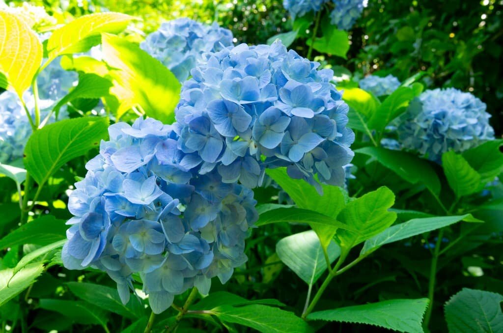 I took pictures of Hydrangeas.