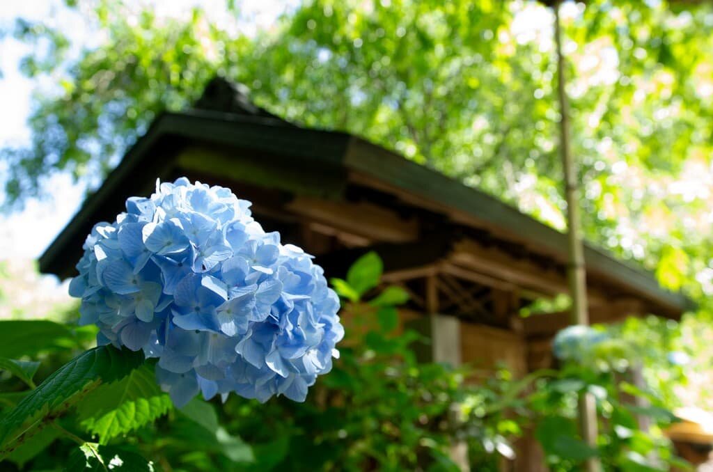 I took pictures of hydrangeas.